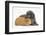 Shetland Sheepdog X Poodle Puppy, 7 Weeks, with Guinea Pig-Mark Taylor-Framed Photographic Print