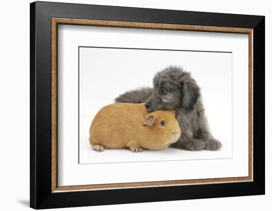 Shetland Sheepdog X Poodle Puppy, 7 Weeks, with Guinea Pig-Mark Taylor-Framed Photographic Print