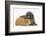 Shetland Sheepdog X Poodle Puppy, 7 Weeks, with Guinea Pig-Mark Taylor-Framed Photographic Print
