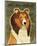 Shetland Sheepdog-John W^ Golden-Mounted Art Print