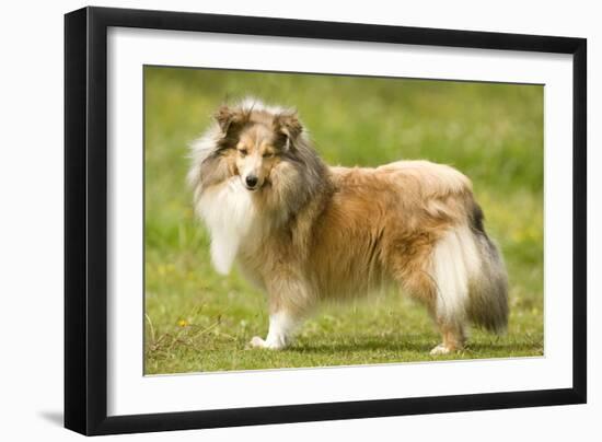 Shetland Sheepdog-null-Framed Photographic Print