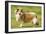 Shetland Sheepdog-null-Framed Photographic Print