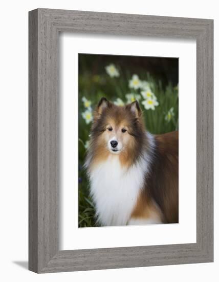 Shetland Sheepdog-Lynn M^ Stone-Framed Photographic Print