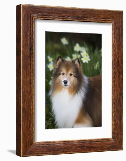 Shetland Sheepdog-Lynn M^ Stone-Framed Photographic Print