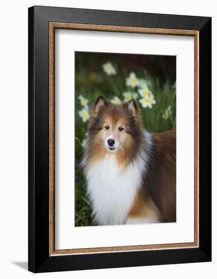 Shetland Sheepdog-Lynn M^ Stone-Framed Photographic Print