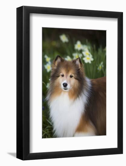 Shetland Sheepdog-Lynn M^ Stone-Framed Photographic Print