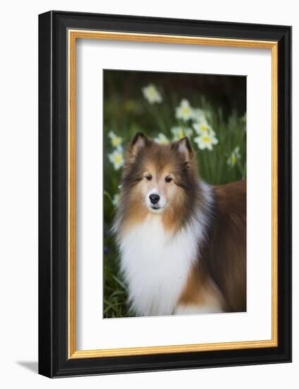 Shetland Sheepdog-Lynn M^ Stone-Framed Photographic Print