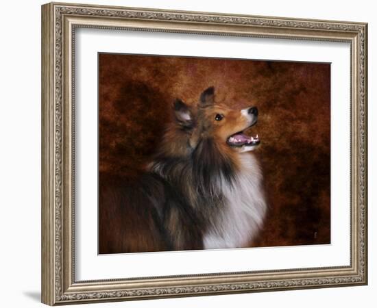 Shetland Sheepdog-Jai Johnson-Framed Giclee Print