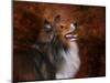 Shetland Sheepdog-Jai Johnson-Mounted Giclee Print