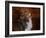 Shetland Sheepdog-Jai Johnson-Framed Giclee Print