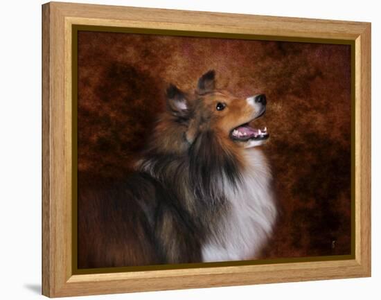 Shetland Sheepdog-Jai Johnson-Framed Premier Image Canvas