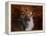 Shetland Sheepdog-Jai Johnson-Framed Premier Image Canvas