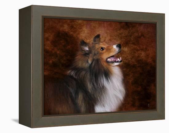 Shetland Sheepdog-Jai Johnson-Framed Premier Image Canvas