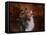 Shetland Sheepdog-Jai Johnson-Framed Premier Image Canvas