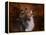 Shetland Sheepdog-Jai Johnson-Framed Premier Image Canvas