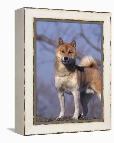 Shiba Inu Portrait-Adriano Bacchella-Framed Premier Image Canvas