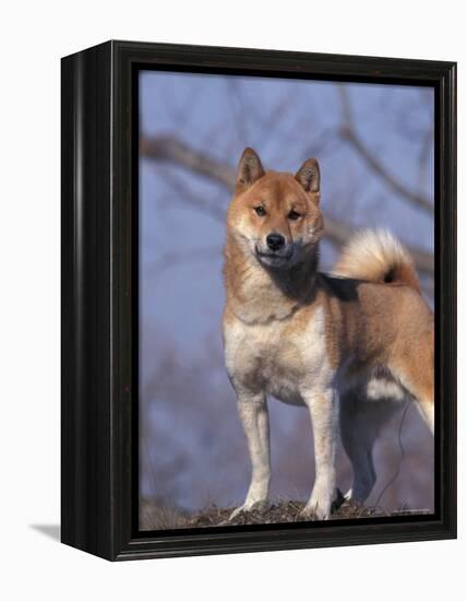 Shiba Inu Portrait-Adriano Bacchella-Framed Premier Image Canvas