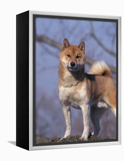 Shiba Inu Portrait-Adriano Bacchella-Framed Premier Image Canvas