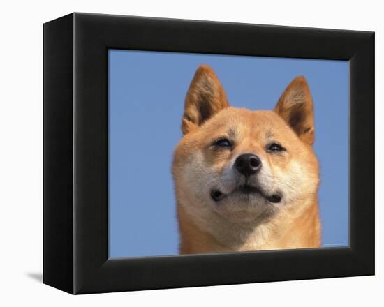 Shiba Inu Portrait-Adriano Bacchella-Framed Premier Image Canvas