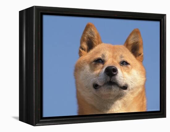 Shiba Inu Portrait-Adriano Bacchella-Framed Premier Image Canvas