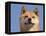 Shiba Inu Portrait-Adriano Bacchella-Framed Premier Image Canvas