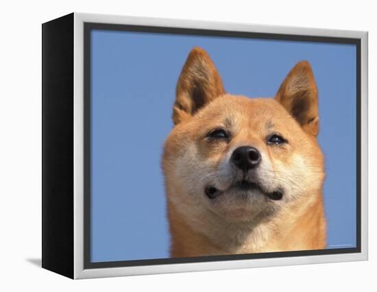 Shiba Inu Portrait-Adriano Bacchella-Framed Premier Image Canvas