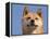 Shiba Inu Portrait-Adriano Bacchella-Framed Premier Image Canvas