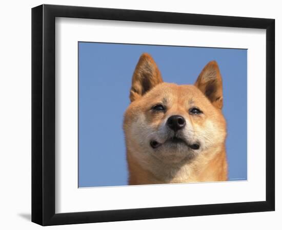 Shiba Inu Portrait-Adriano Bacchella-Framed Premium Photographic Print