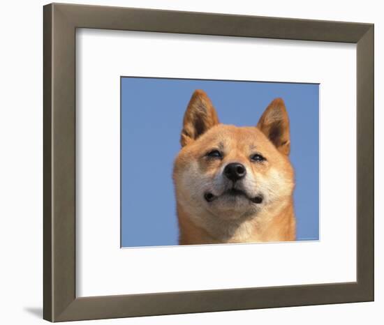 Shiba Inu Portrait-Adriano Bacchella-Framed Premium Photographic Print