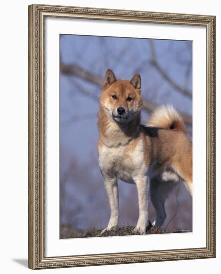 Shiba Inu Portrait-Adriano Bacchella-Framed Photographic Print