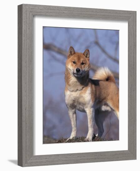 Shiba Inu Portrait-Adriano Bacchella-Framed Photographic Print