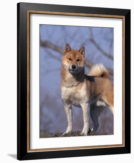 Shiba Inu Portrait-Adriano Bacchella-Framed Photographic Print