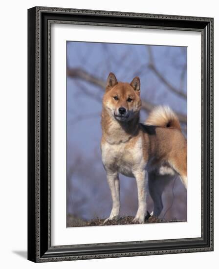 Shiba Inu Portrait-Adriano Bacchella-Framed Photographic Print