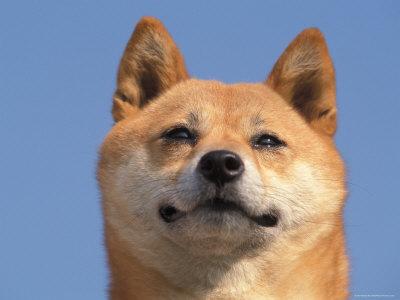 Shiba Inu Portrait Photographic Print By Adriano Bacchella Artcom