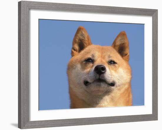 Shiba Inu Portrait-Adriano Bacchella-Framed Photographic Print