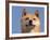 Shiba Inu Portrait-Adriano Bacchella-Framed Photographic Print