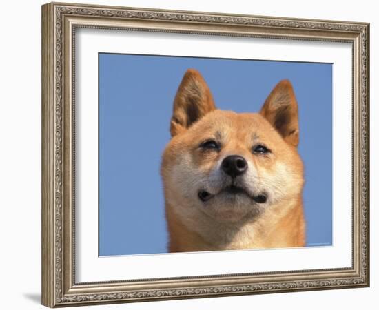 Shiba Inu Portrait-Adriano Bacchella-Framed Photographic Print