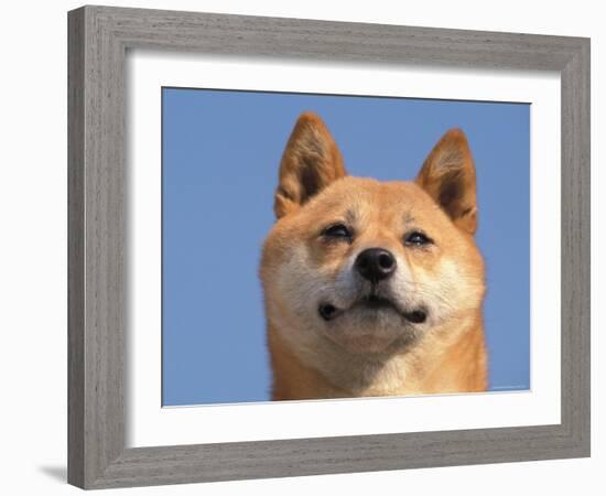 Shiba Inu Portrait-Adriano Bacchella-Framed Photographic Print