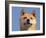 Shiba Inu Portrait-Adriano Bacchella-Framed Photographic Print