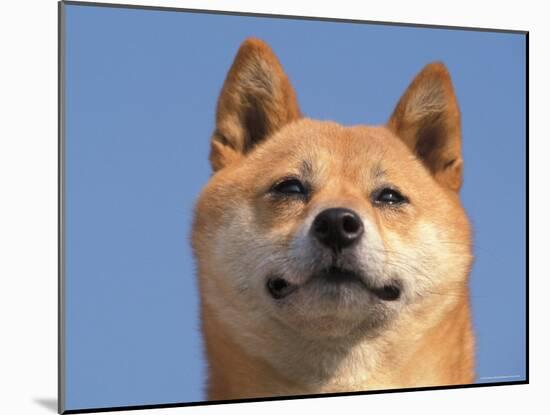 Shiba Inu Portrait-Adriano Bacchella-Mounted Photographic Print