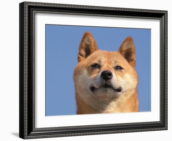 Shiba Inu Portrait-Adriano Bacchella-Framed Photographic Print