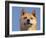 Shiba Inu Portrait-Adriano Bacchella-Framed Photographic Print