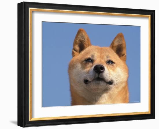 Shiba Inu Portrait-Adriano Bacchella-Framed Photographic Print