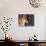 Shiba Inu Profile-Adriano Bacchella-Photographic Print displayed on a wall