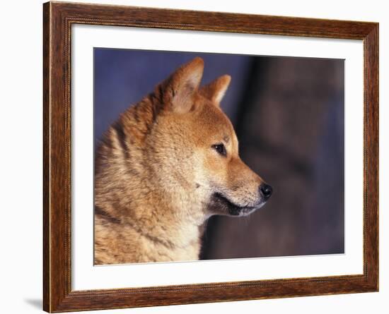 Shiba Inu Profile-Adriano Bacchella-Framed Photographic Print