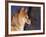 Shiba Inu Profile-Adriano Bacchella-Framed Photographic Print