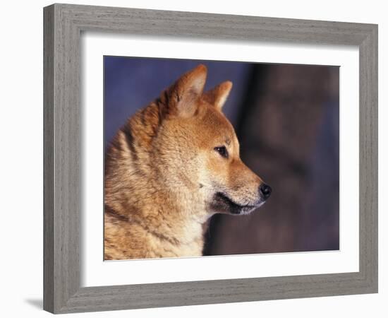 Shiba Inu Profile-Adriano Bacchella-Framed Photographic Print