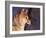 Shiba Inu Profile-Adriano Bacchella-Framed Photographic Print