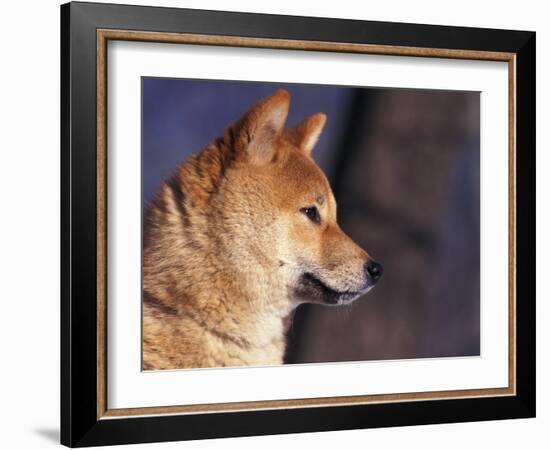 Shiba Inu Profile-Adriano Bacchella-Framed Photographic Print