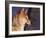 Shiba Inu Profile-Adriano Bacchella-Framed Photographic Print